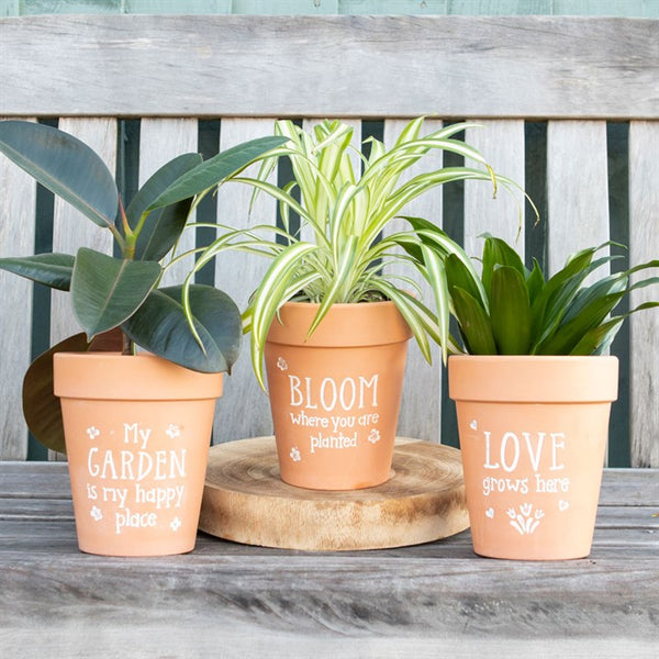 Terracotta plant pot with ‘Bloom Where You Are Planted’ text and floral details – Panache Homeware Garden & Outdoor Collection, inspirational plant pot, rustic garden decor, perfect gift for gardeners.